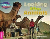 Cambridge Reading Adventures :Looking After Animals Pink B Band