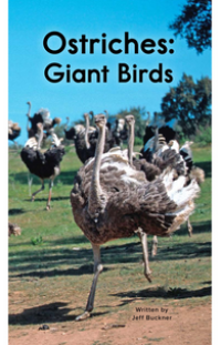 Ostriches: Giant Birds